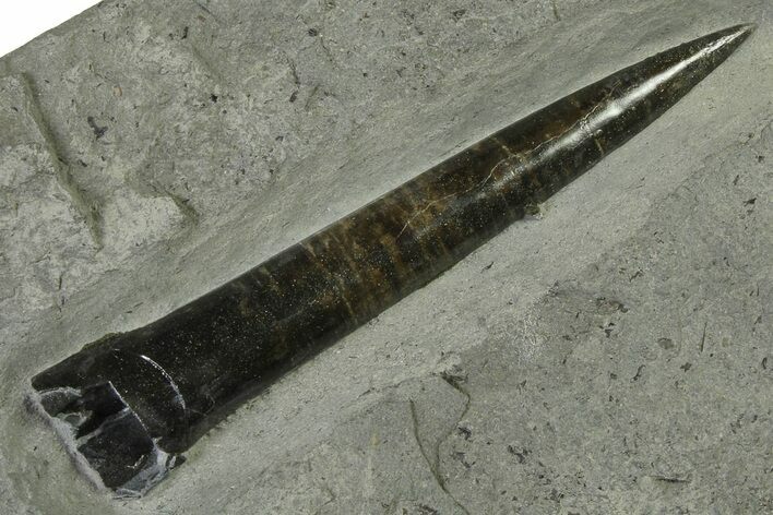 Fossil Belemnite (Acrocoelites) Rostrum - Germany #335225